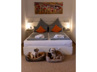 Hunde vor dem Schlafbereich