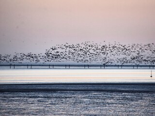 Gänse über dem Meer