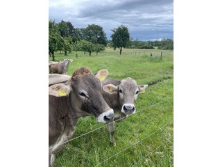 Kühe in der Nachbarschaft