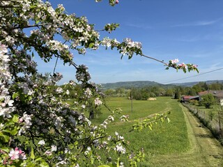 Weite Wiesen und Obstbäume