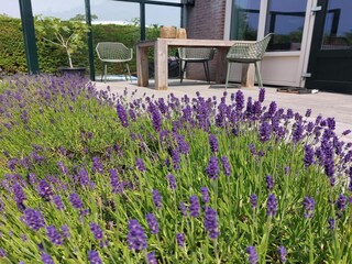 Casa de vacaciones Sint Maartenszee  11