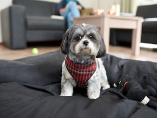 Maison de vacances Scherpenzeel  24