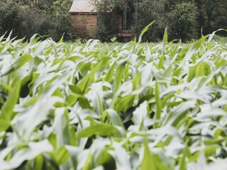 Chalet Barvaux-sur-Ourthe Environnement 29