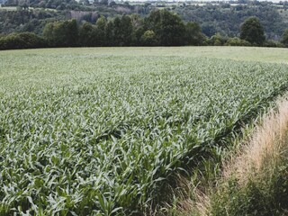 Chalet Barvaux-sur-Ourthe Umgebung 33