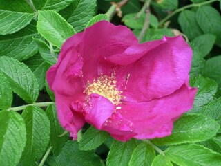 Residentie Langeoog Buitenaudio-opname 10