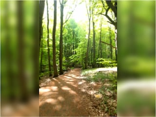 Buchenwald - wandern?