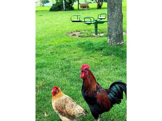 Täglich frische Eier