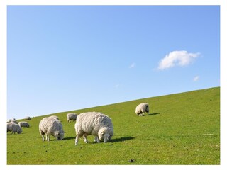 Ferienwohnung Brunsbüttel Umgebung 14