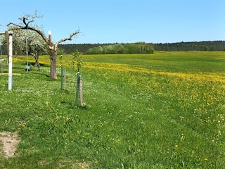 Musbach