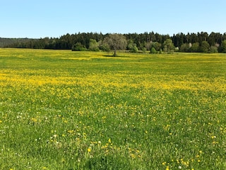Musbach