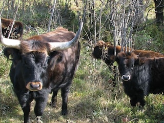 Nationalpark Schwarzwald