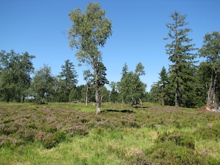 Nationalpark Schwarzwald