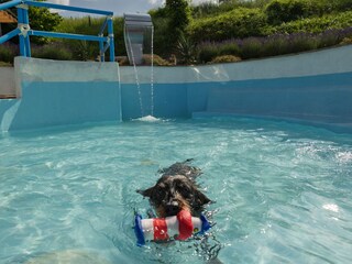 dog pool