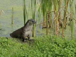 Otter