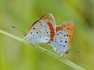 Schmetterlinge