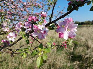 Bungalow Dolgen (Feldberger Seenlandschaft) Umgebung 10