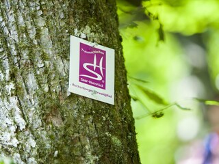Traumschleife Rockenburger Urwaldpfad, Beuren