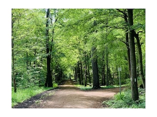 Die schönen Wälder der Ville