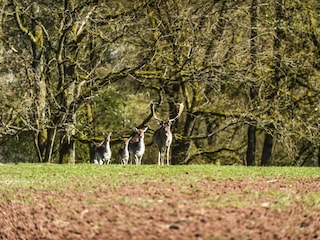 Tiere_Dosterhof von Fotograf Marcel Schneeberg-003