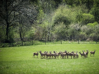 Tiere_Dosterhof von Fotograf Marcel Schneeberg-015