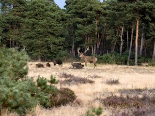 Villa Bennekom Environment 29