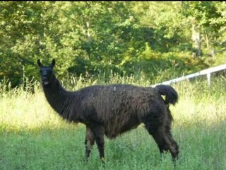 Parco vacanze Bardos Ambiente 22