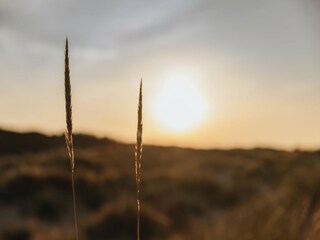 Vakantiepark Julianadorp Omgeving 26