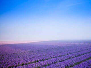 Parco vacanze Julianadorp Ambiente 19