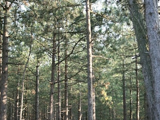 Ferienpark Schoorl Umgebung 12