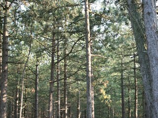 Vakantiepark Schoorl Omgeving 15