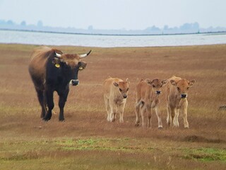 Vakantiepark Herkingen Omgeving 24