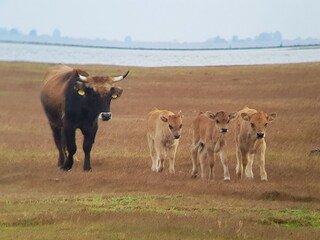 Parco vacanze Herkingen Ambiente 32