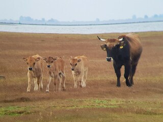 Vakantiepark Herkingen Omgeving 11