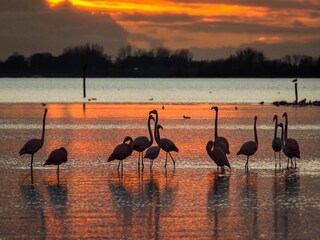 Ferienpark Bruinisse Umgebung 15