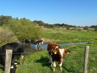 Parc de vacances Plasmolen Environnement 27