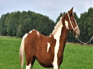 Ferienpark Ruinen  21