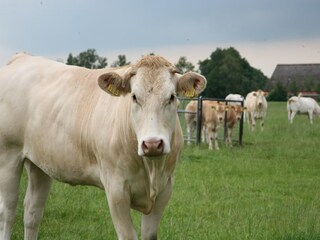 Parco vacanze Ruinen  22