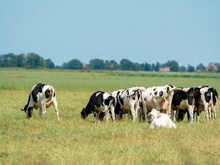 Vakantiepark Munnekeburen Omgeving 10