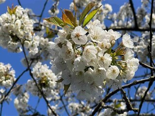 Vakantiepark Munnekeburen Omgeving 34