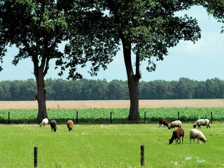 Ferienpark Appelscha Umgebung 17