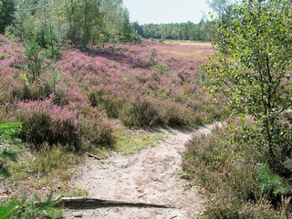 Vakantiepark Appelscha Omgeving 13