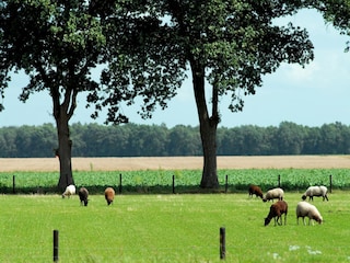 Parc de vacances Appelscha Environnement 14