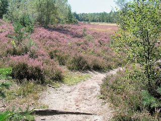 Holiday park Appelscha Environment 13