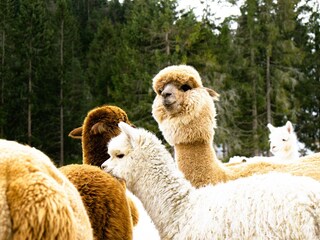 Alpakawanderung Seefeld-28