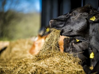 Tiere_Dosterhof von Fotograf Marcel Schneeberg-004