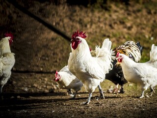 Tiere_Dosterhof von Fotograf Marcel Schneeberg-003