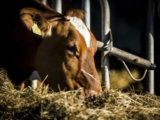 Tiere_Dosterhof von Fotograf Marcel Schneeberg-004