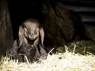 Tiere_Dosterhof von Fotograf Marcel Schneeberg-007