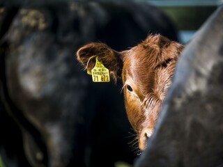 Tiere_Dosterhof von Fotograf Marcel Schneeberg-014