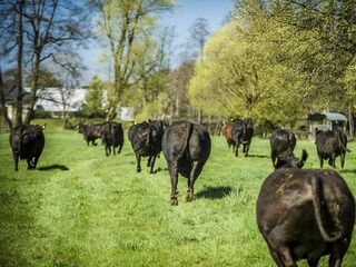 Tiere_Dosterhof von Fotograf Marcel Schneeberg-014